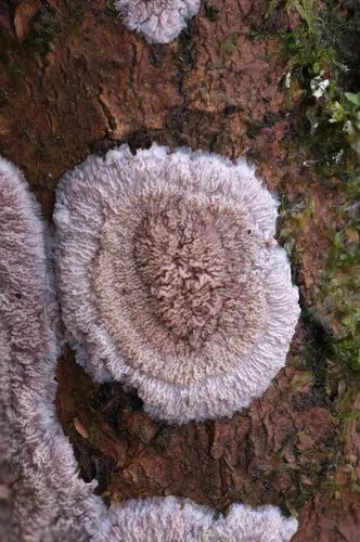 Phlebia rufa (Phlebia rufa), photo
