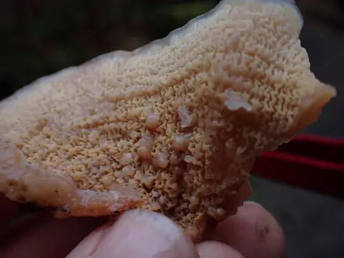 Jelly Rot (Phlebia tremellosa), photo