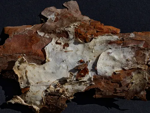 Phlebiopsis gigantea (Phlebiopsis gigantea), photo