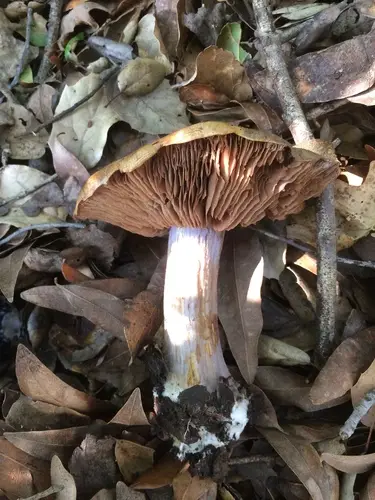 Phlegmacium glaucopus (Phlegmacium glaucopus), photo