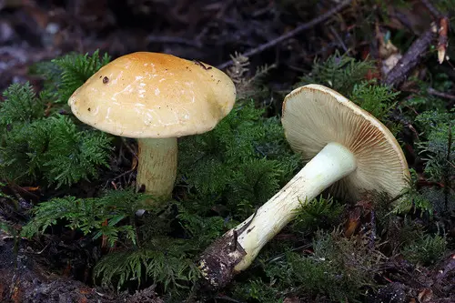 Phlegmacium percome (Phlegmacium percome), photo