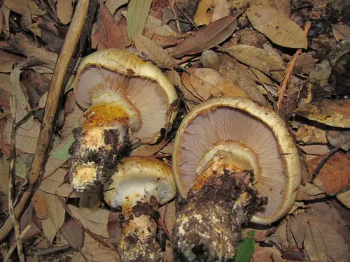 Ponderous Cort (Phlegmacium ponderosum), photo