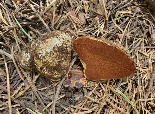 Phlegmacium sublilacinum (Phlegmacium sublilacinum), photo