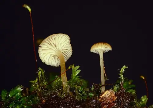 Phloeomana clavata (Phloeomana clavata), photo