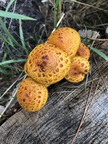 Chestnut Mushroom (Pholiota adiposa), photo