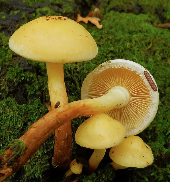 Alder Scalycap (Pholiota alnicola), photo