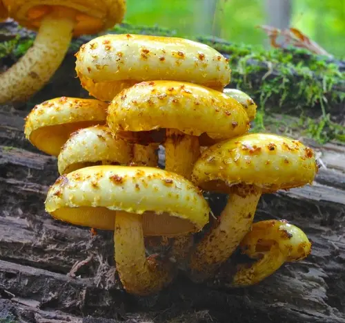 Golden Pholiota (Pholiota aurivella), photo