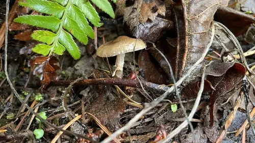 Pholiota brunnescens (Pholiota brunnescens), photo