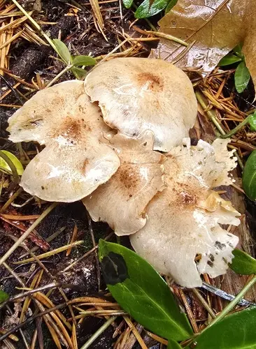 Pholiota decorata (Pholiota decorata), photo