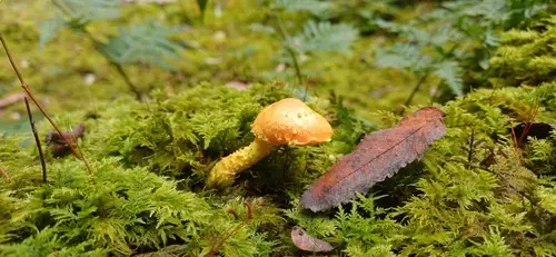 Flaming Scalycap (Pholiota flammans), photo