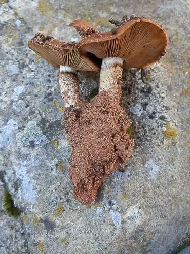 Pholiota foedata (Pholiota foedata), photo