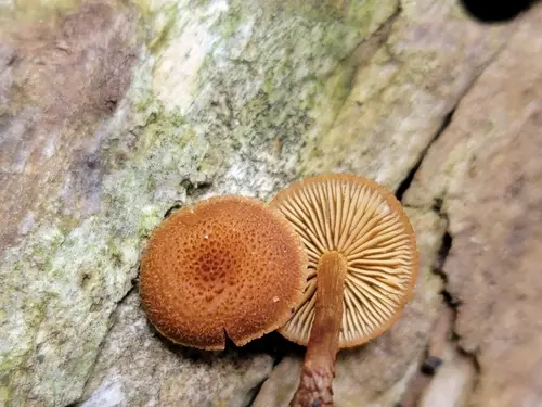Pholiota granulosa (Pholiota granulosa), photo