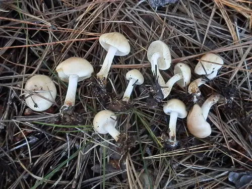 Pholiota lenta (Pholiota lenta), photo
