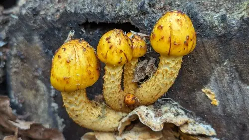 Pholiota limonella (Pholiota limonella), photo