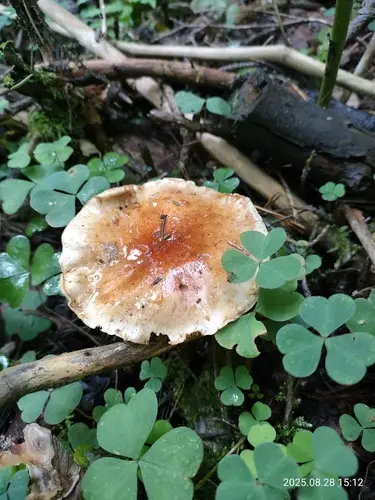 Pholiota lubrica (Pholiota lubrica), photo