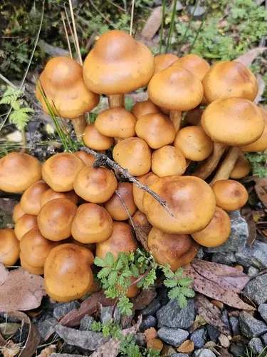 Pholiota malicola (Pholiota malicola), photo
