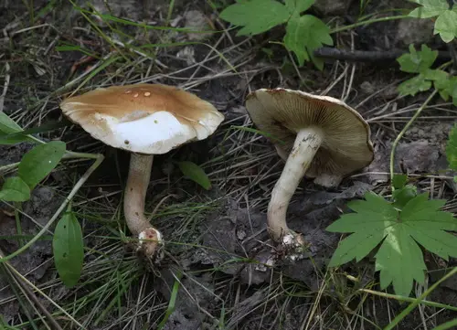 Pholiota mixta (Pholiota mixta), photo