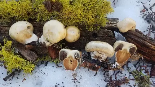 Wintergreen Snowmelt Pholiota (Pholiota nubigena), photo