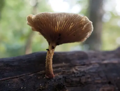 Pholiota polychroa (Pholiota polychroa), photo