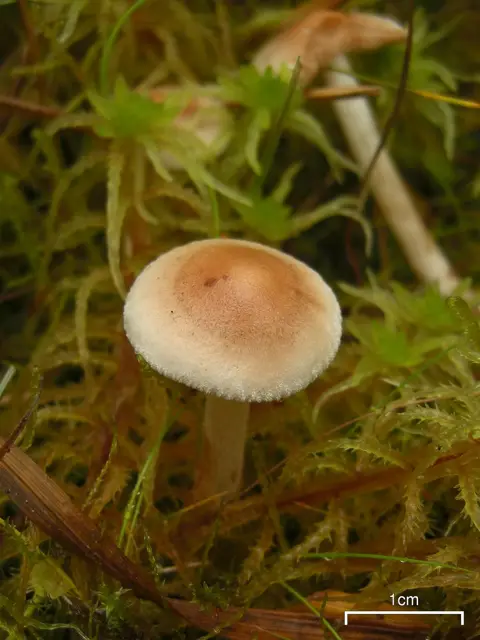Pholiota sphagnicola (Pholiota sphagnicola), photo