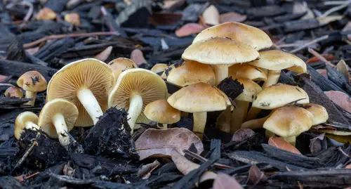 Slender Pholiota (Pholiota spumosa), photo