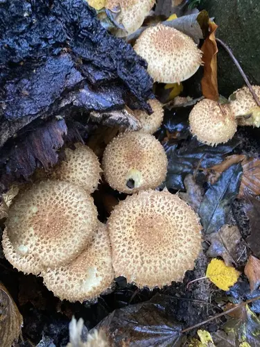 Shaggy Pholiota (Pholiota squarrosa), photo