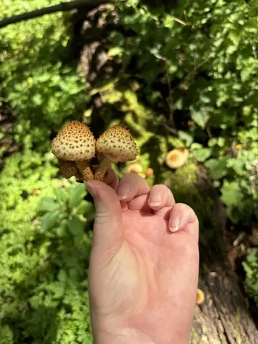 Sharp-Scaly Pholiota (Pholiota squarrosoides), photo