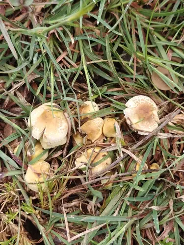 Terrestrial Scalycap (Pholiota terrestris), photo