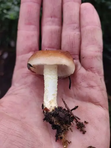 Pholiota velaglutinosa (Pholiota velaglutinosa), photo