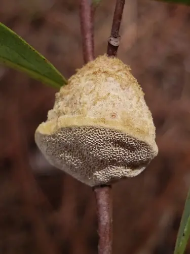 Pawpaw Polypore (Phylloporia amplectens), photo