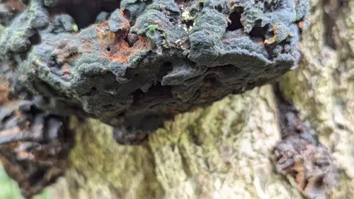 Phylloporia ribis (Phylloporia ribis), photo
