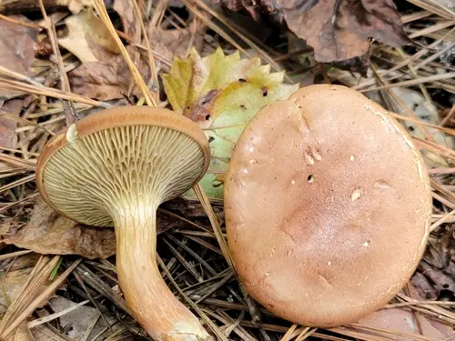 Phylloporopsis boletinoides (Phylloporopsis boletinoides), photo