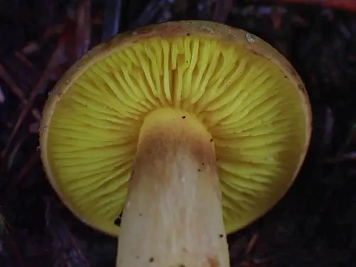 Western Gilled Bolete (Phylloporus arenicola), photo