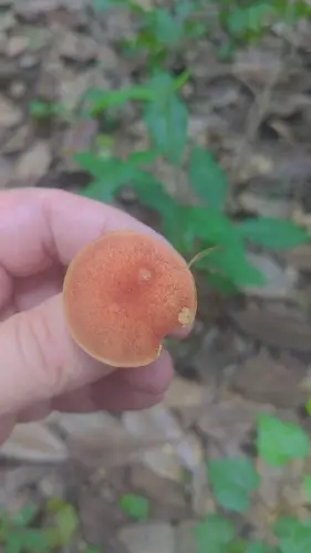 Gilled Bolete (Phylloporus leucomycelinus), photo