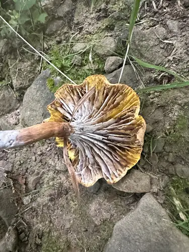 Golden Gilled Bolete (Phylloporus rhodoxanthus), photo