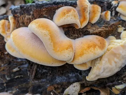 Mock Oyster Mushroom (Phyllotopsis nidulans), photo