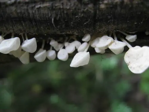 Bladder Stalks (Physalacria inflata), photo