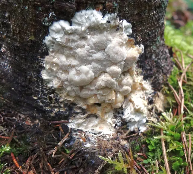Physisporinus vitreus (Physisporinus vitreus), photo