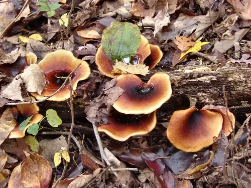 Bay Polypore (Picipes badius), photo