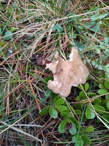 Picipes melanopus (Picipes melanopus), photo