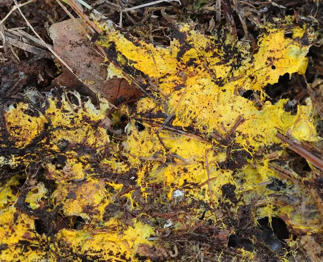 Piloderma bicolor (Piloderma bicolor), photo