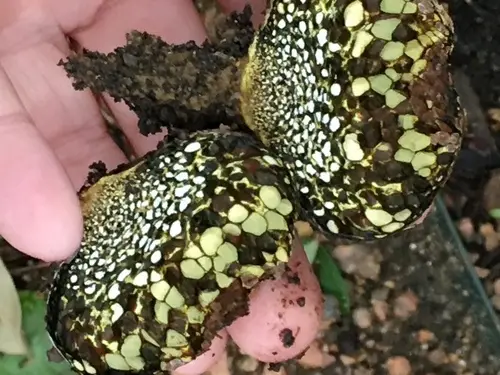 American Dyeball (Pisolithus arenarius), photo