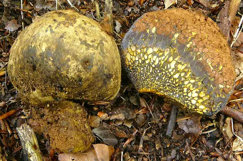 Bohemian Truffle (Pisolithus arhizus), photo