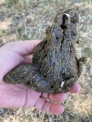 Pisolithus tinctorius (Pisolithus tinctorius), photo