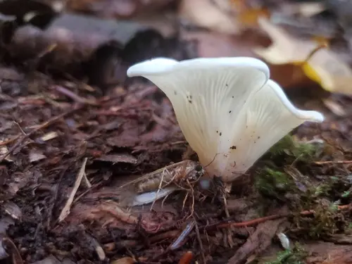 Angel's Wings (Pleurocybella porrigens), photo