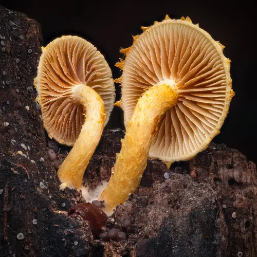 Pleuroflammula tuberculosa (Pleuroflammula tuberculosa), photo