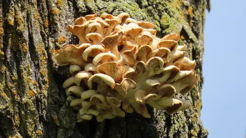 Golden Oyster Mushroom (Pleurotus citrinopileatus), photo