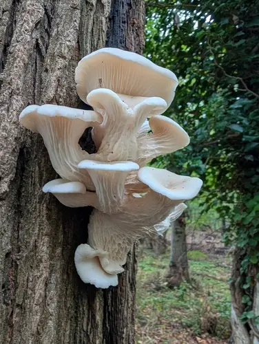 Pleurotus cornucopiae (Pleurotus cornucopiae), photo