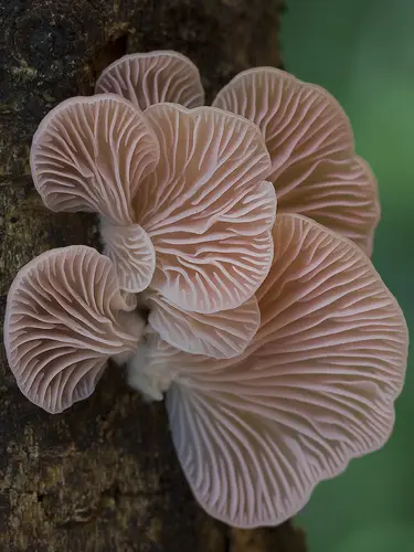 Pink Oyster Mushroom (Pleurotus djamor), photo