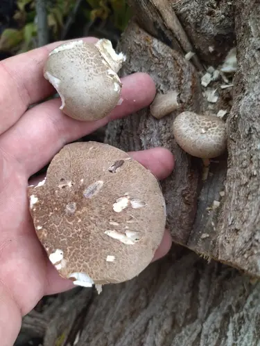 Veiled Oyster (Pleurotus dryinus), photo
